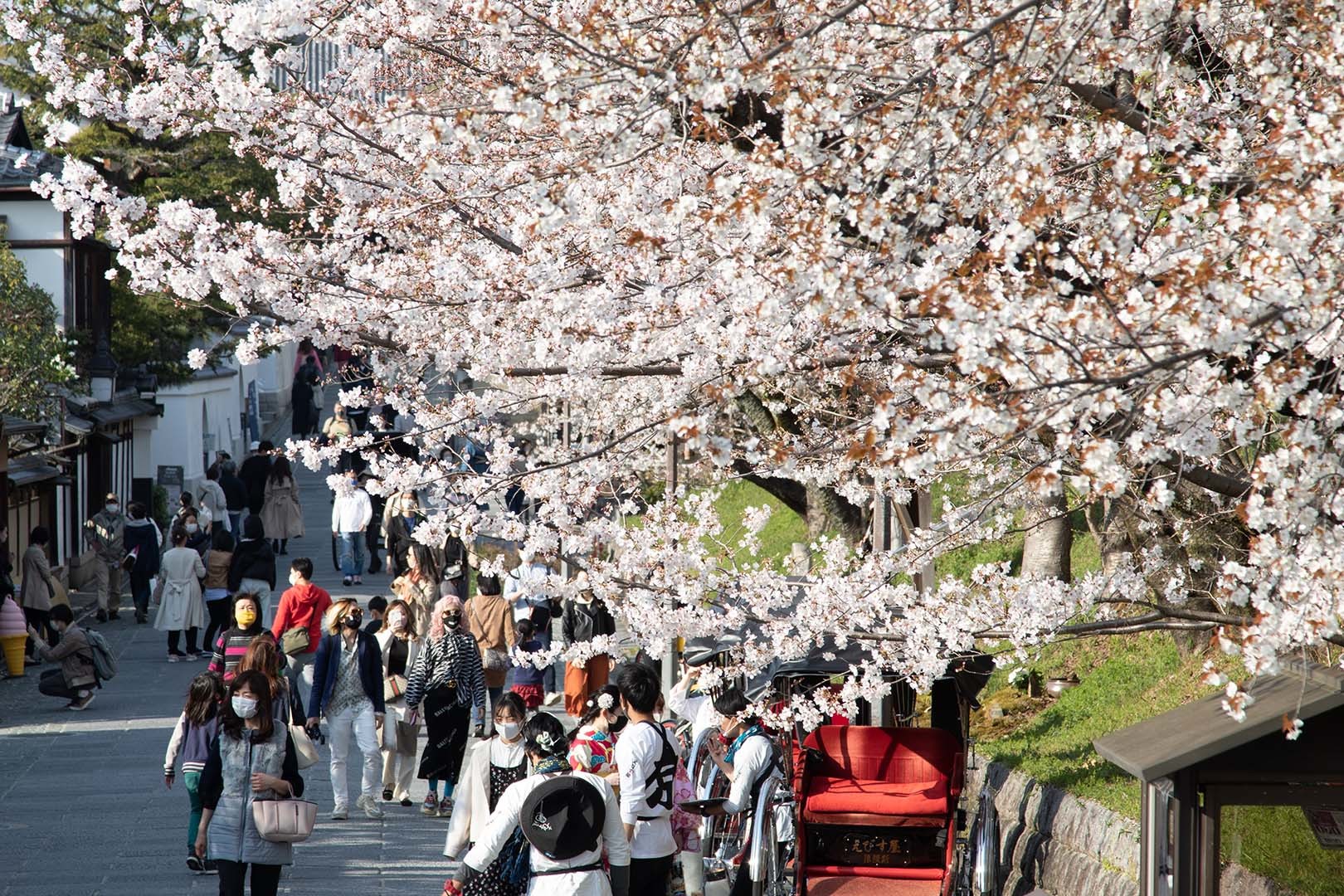 桜 京都_a0003166_22513313.jpg