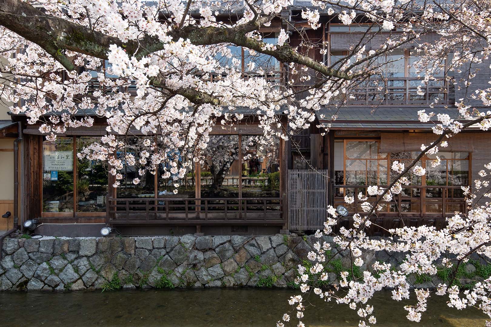 桜 京都_a0003166_22513340.jpg