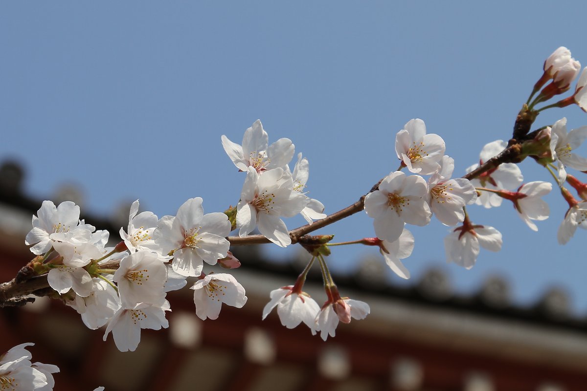 桜_a0003166_22532612.jpg