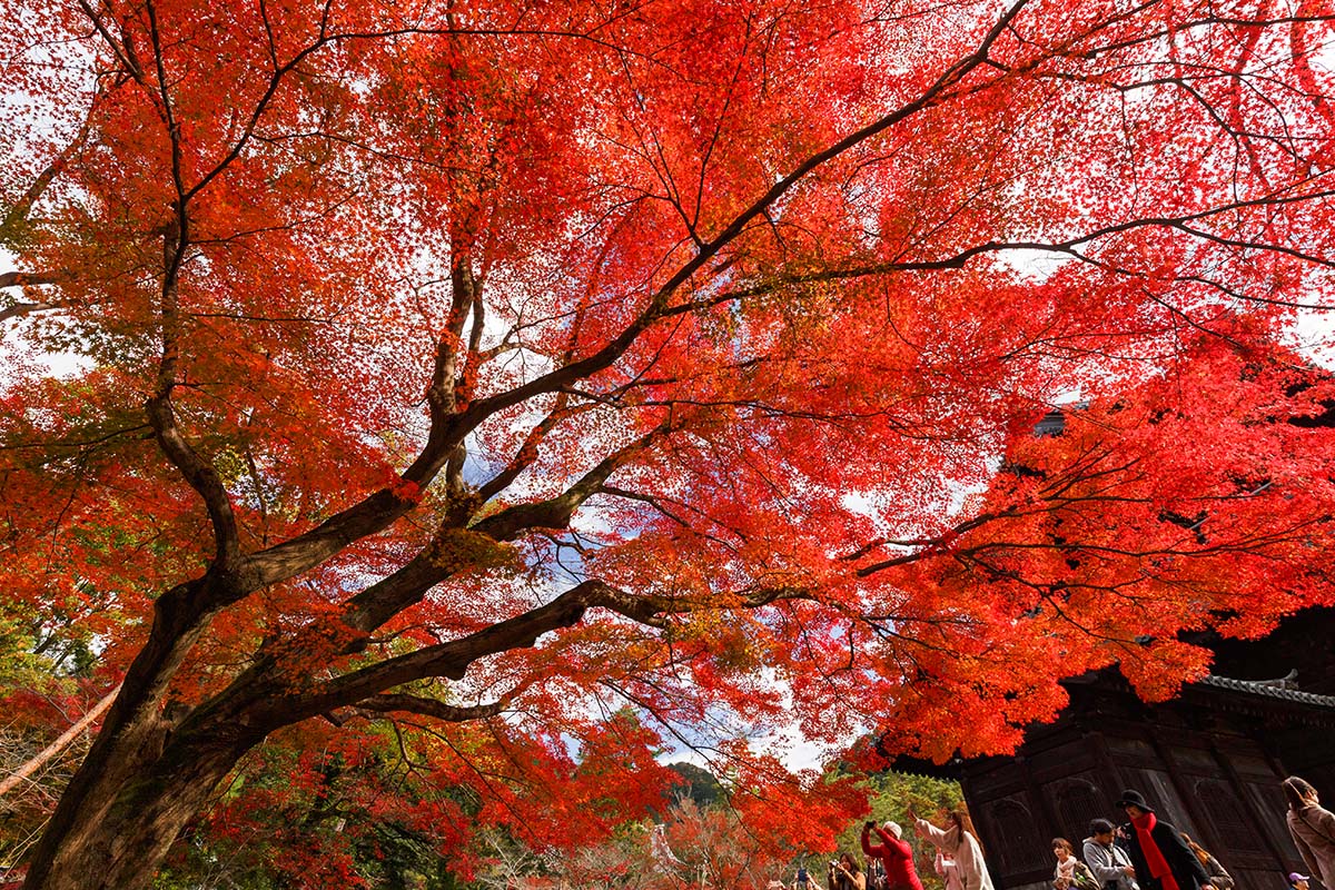 京都の紅葉 （南禅寺、永観堂など）_a0003166_22534262.jpg