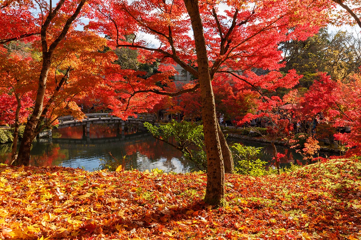 京都の紅葉 （南禅寺、永観堂など）_a0003166_22534271.jpg