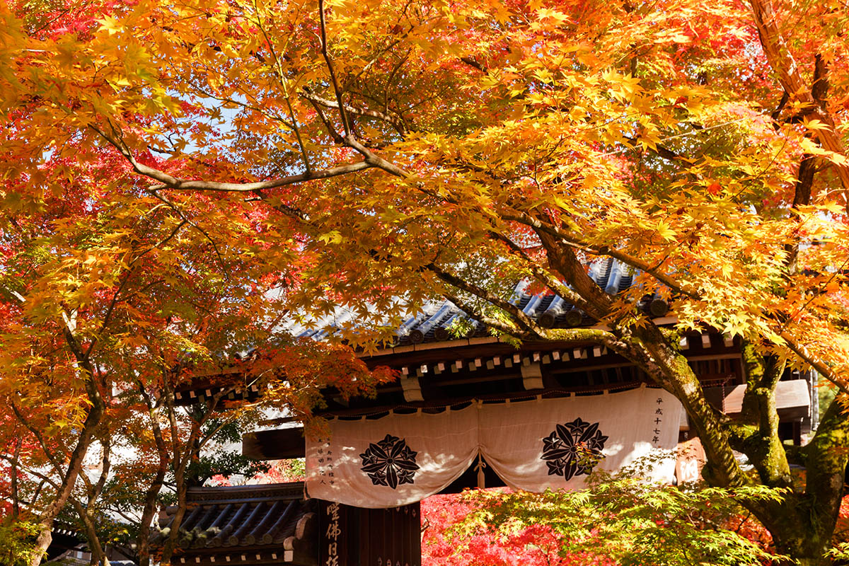 京都の紅葉 （南禅寺、永観堂など）_a0003166_22534322.jpg