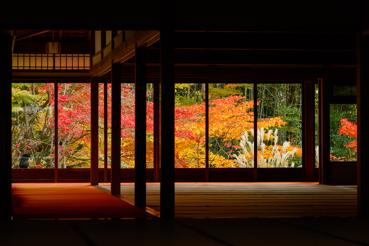 京都の紅葉 （南禅寺、永観堂など）_a0003166_22534335.jpg