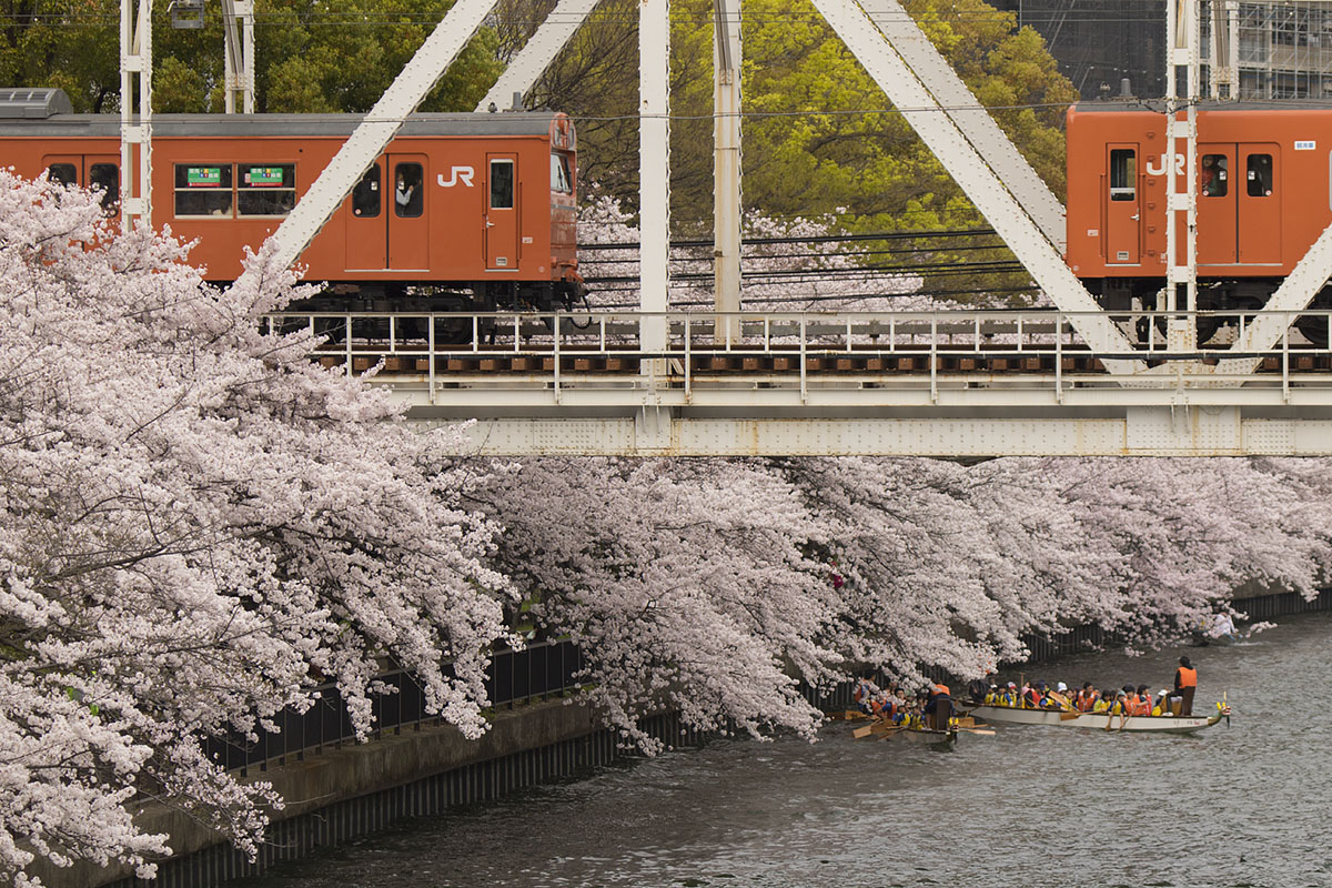 大阪環状線 桜　（桜ノ宮駅の近く）　_a0003166_22534595.jpg