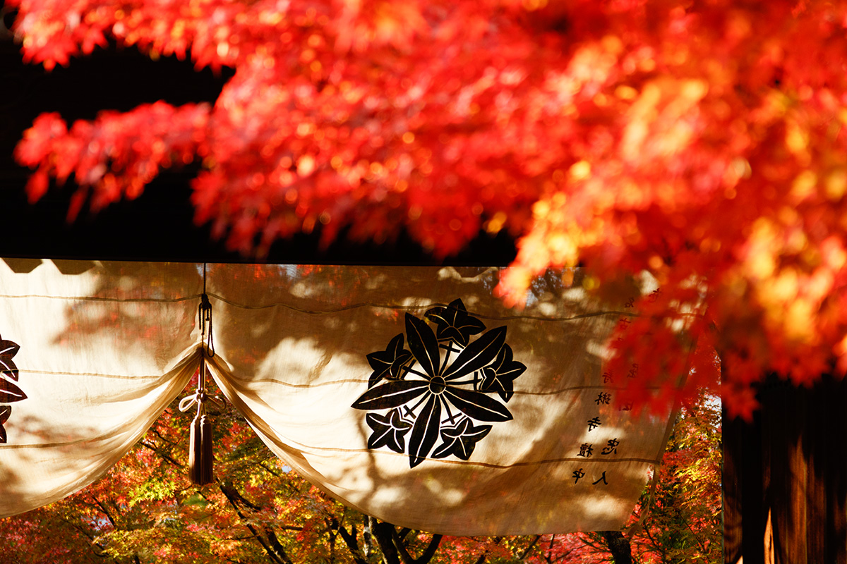 京都の紅葉 （南禅寺、永観堂など）_a0003166_22534677.jpg