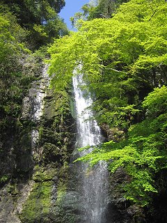 もみじ_a0003166_22535186.jpg
