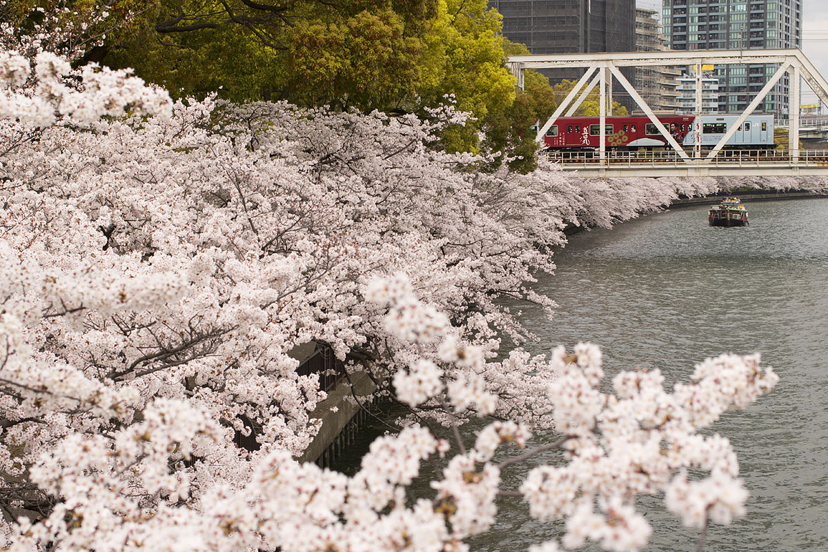 大阪環状線 桜　（桜ノ宮駅の近く）　_a0003166_22535212.jpg
