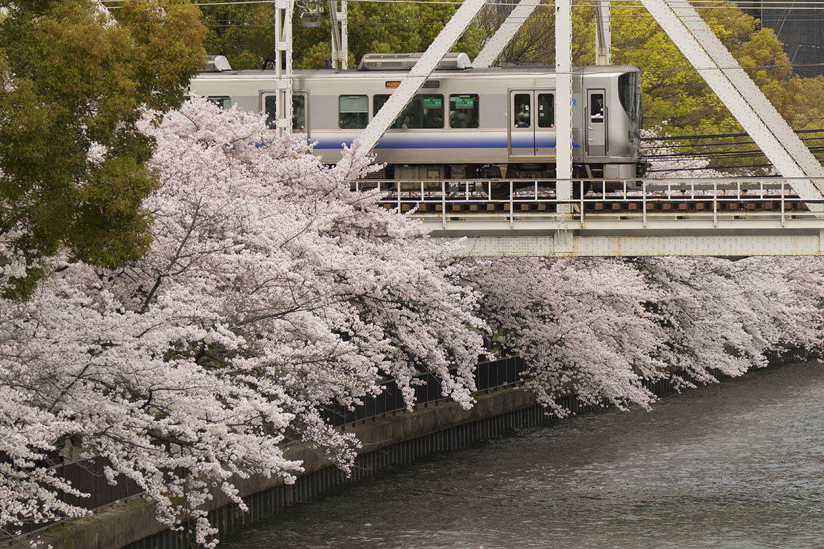 大阪環状線 桜　（桜ノ宮駅の近く）　_a0003166_22543285.jpg