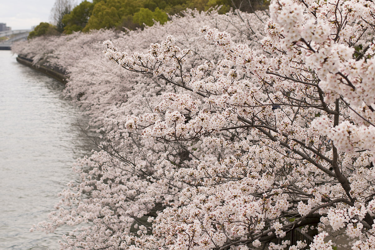 大阪環状線 桜　（桜ノ宮駅の近く）　_a0003166_22563268.jpg