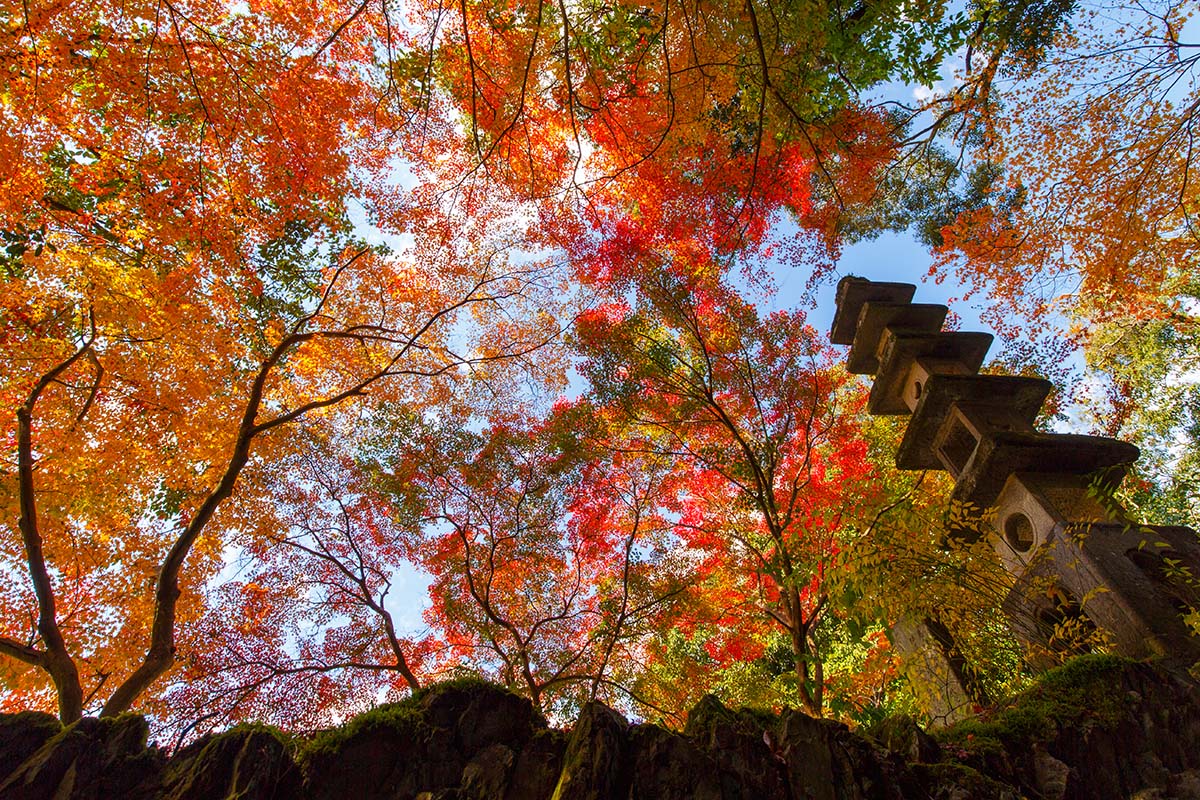 京都の紅葉 （宇治、三室戸、東福寺）_a0003166_22564582.jpg