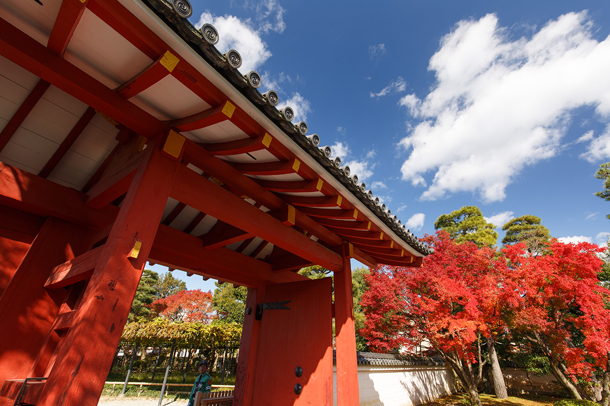 京都の紅葉 （宇治、三室戸、東福寺）_a0003166_22564742.jpg