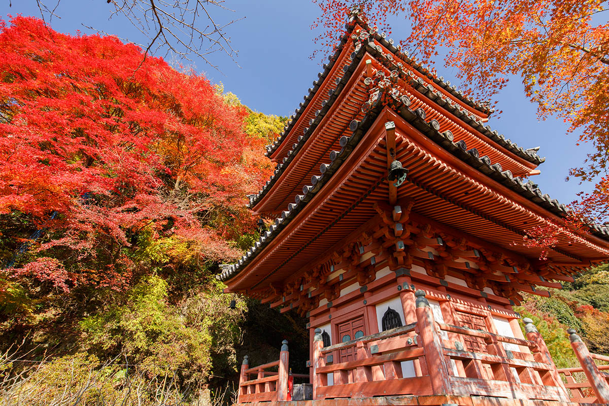 京都の紅葉 （宇治、三室戸、東福寺）_a0003166_22564747.jpg