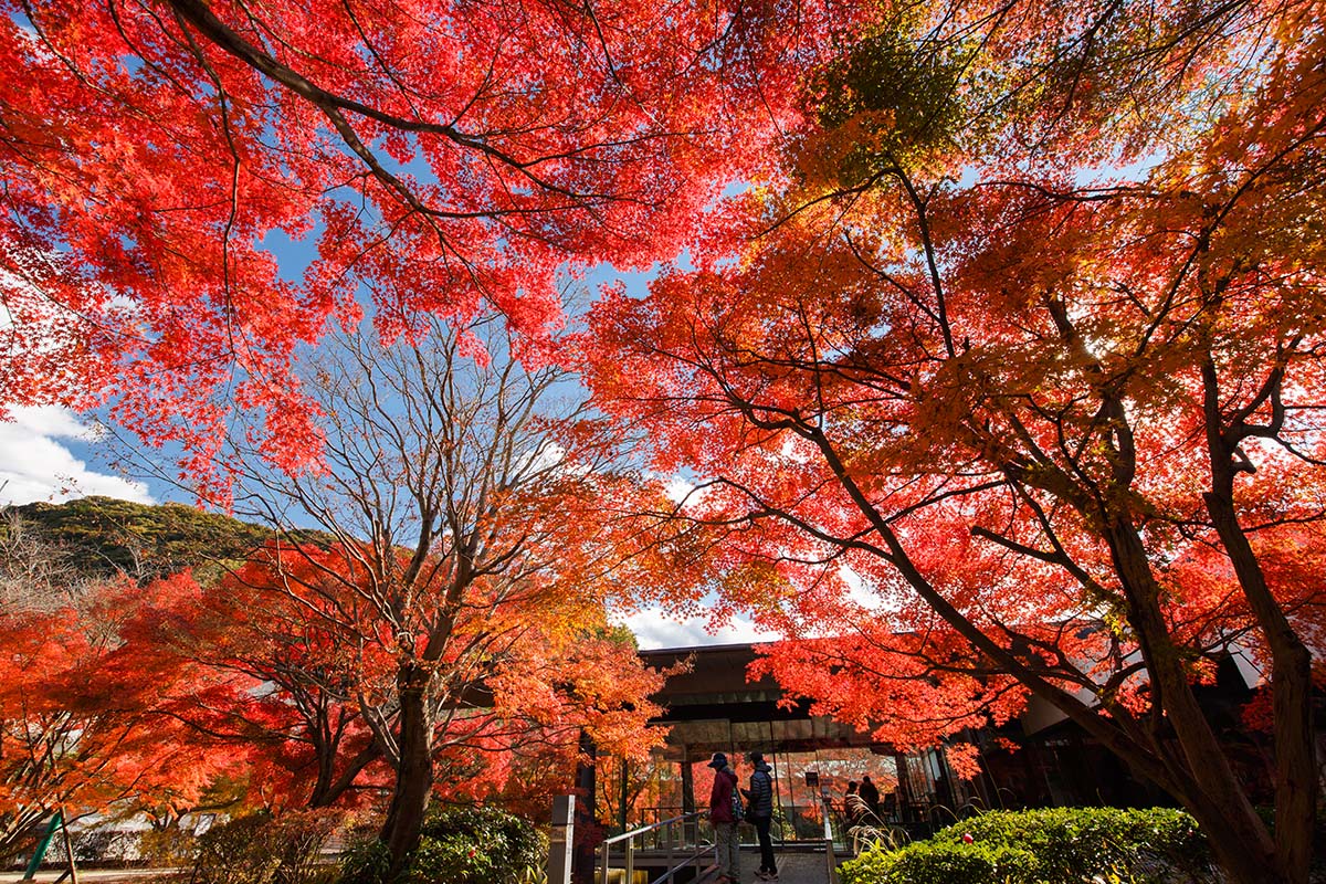 京都の紅葉 （宇治、三室戸、東福寺）_a0003166_22564815.jpg