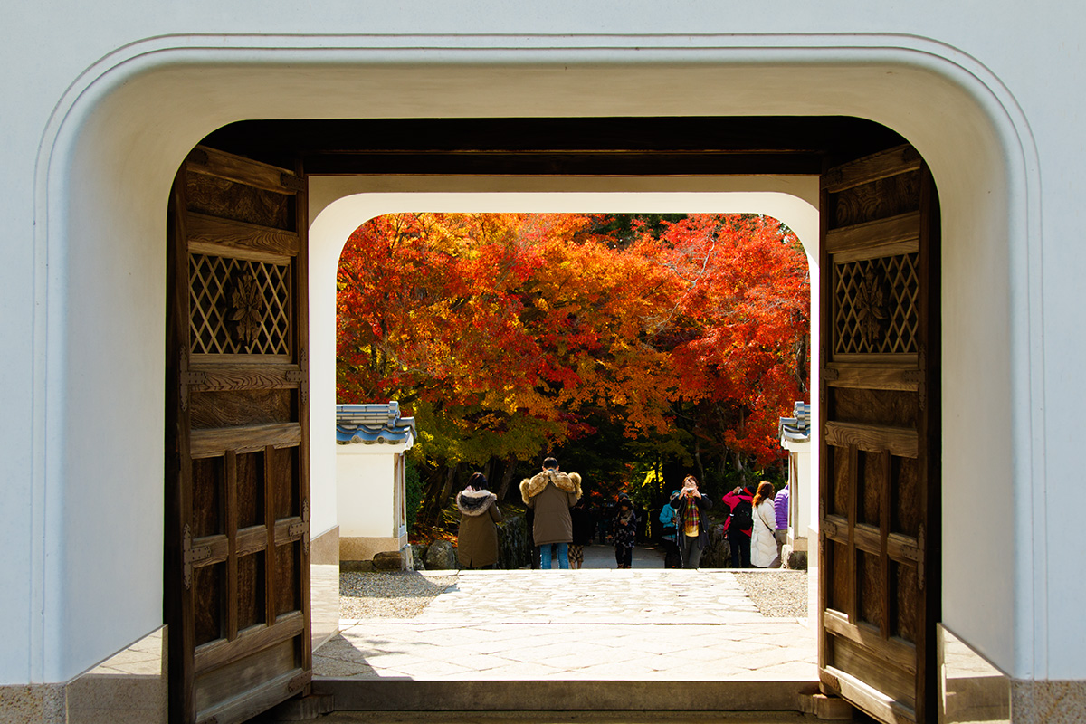 京都の紅葉 （宇治、三室戸、東福寺）_a0003166_22564835.jpg