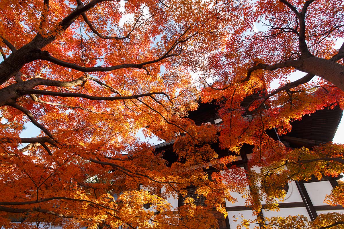 京都の紅葉 （宇治、三室戸、東福寺）_a0003166_22564962.jpg