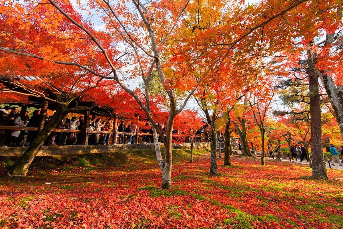 京都の紅葉 （宇治、三室戸、東福寺）_a0003166_22565055.jpg