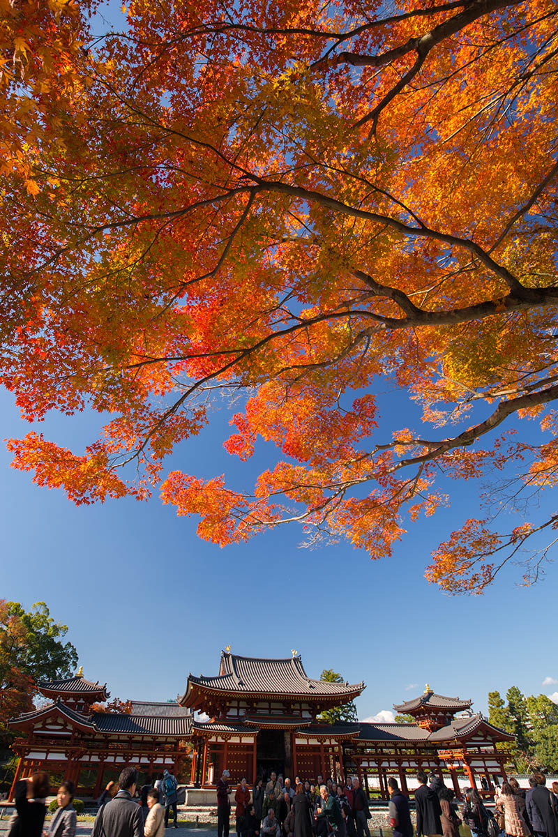 京都の紅葉 （宇治、三室戸、東福寺）_a0003166_22565183.jpg