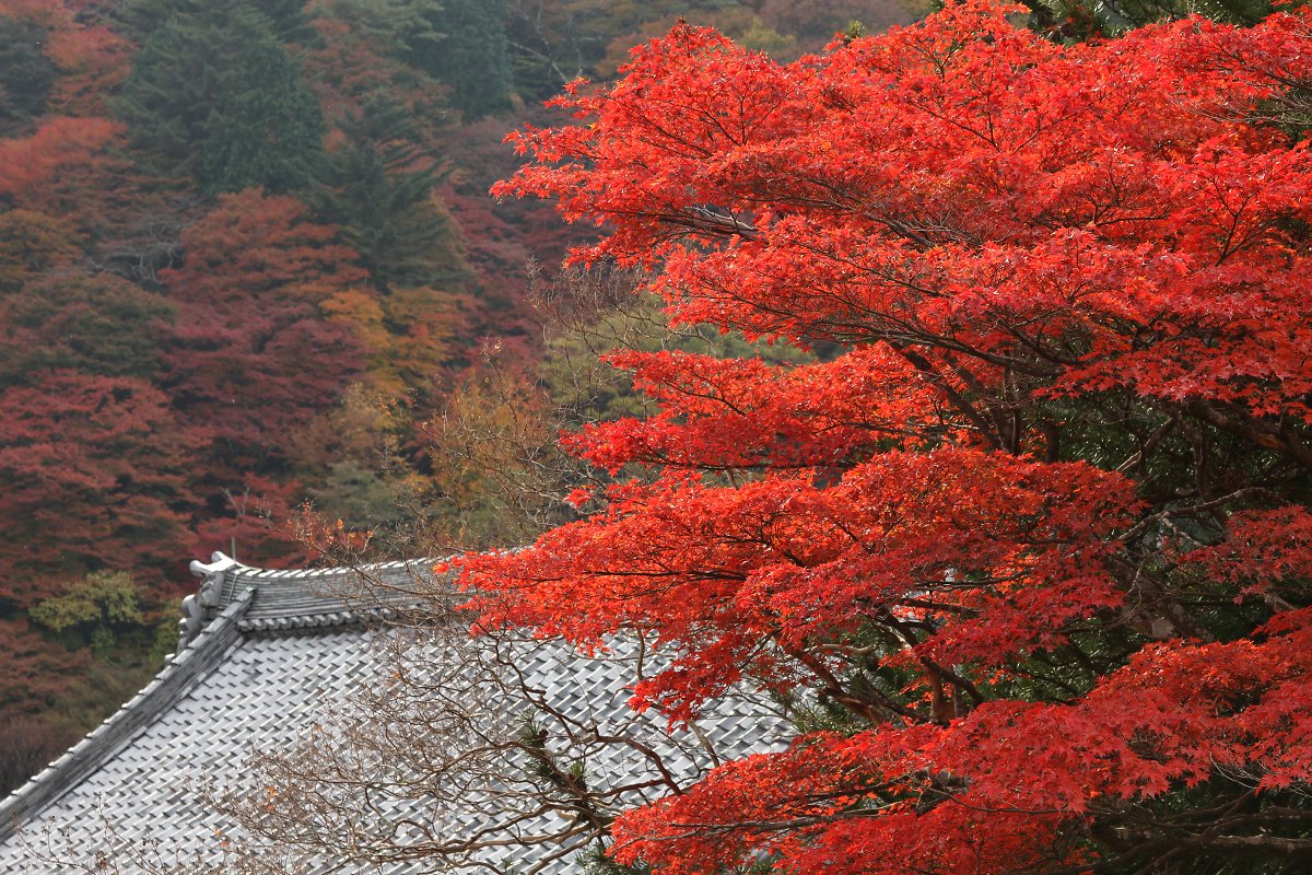 もみじ　（善峰寺）_a0003166_2257053.jpg