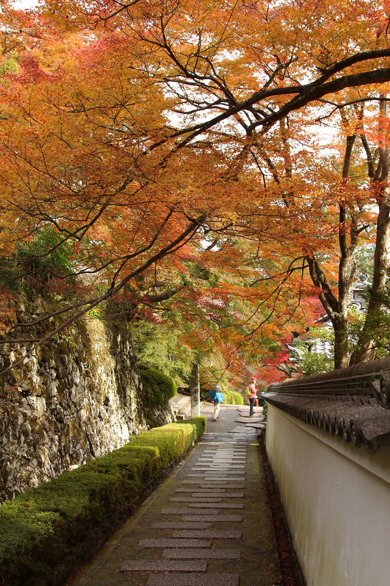 もみじ　（善峰寺）_a0003166_22571151.jpg