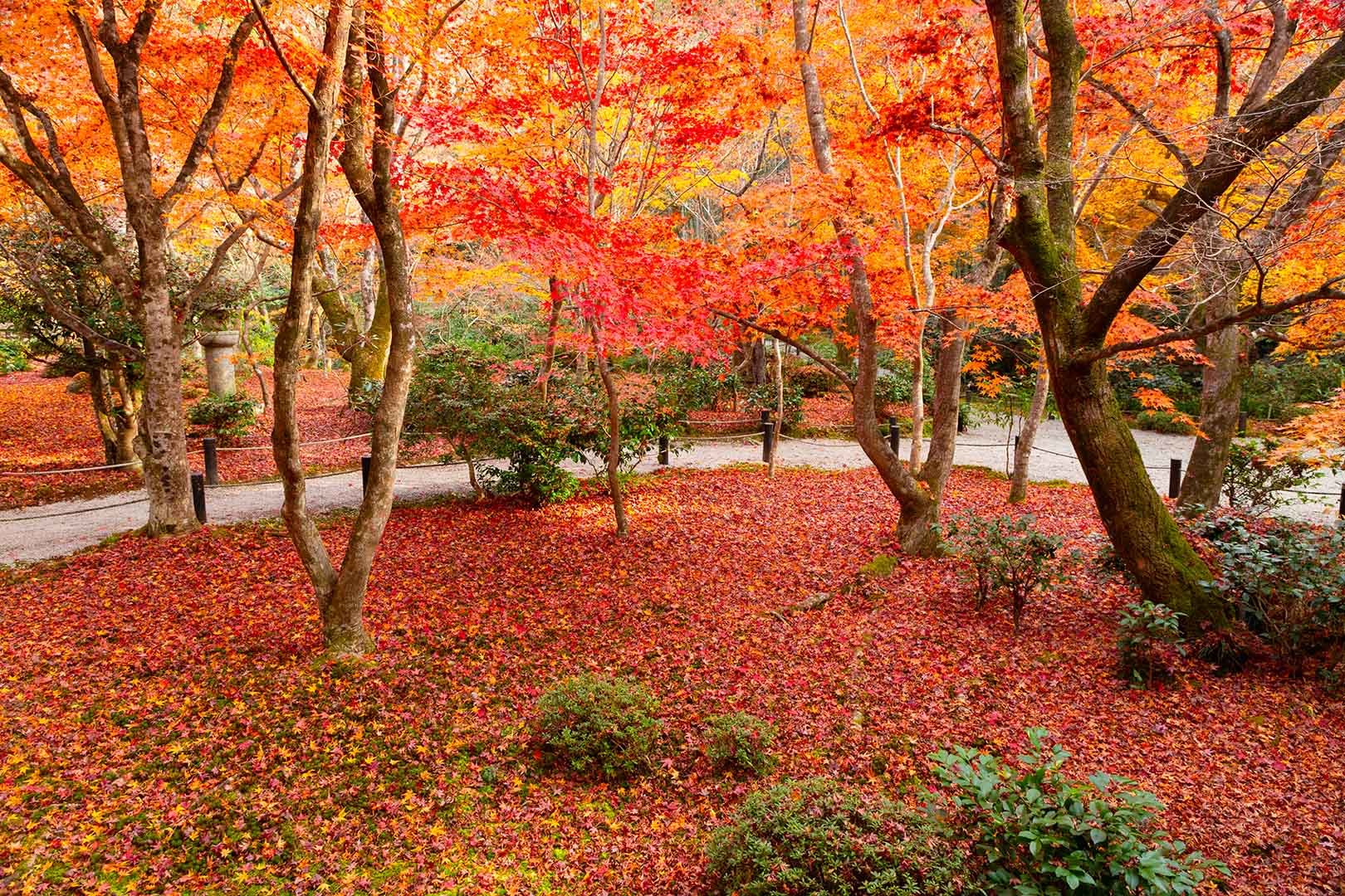 圓光寺の紅葉_a0003166_22571482.jpg