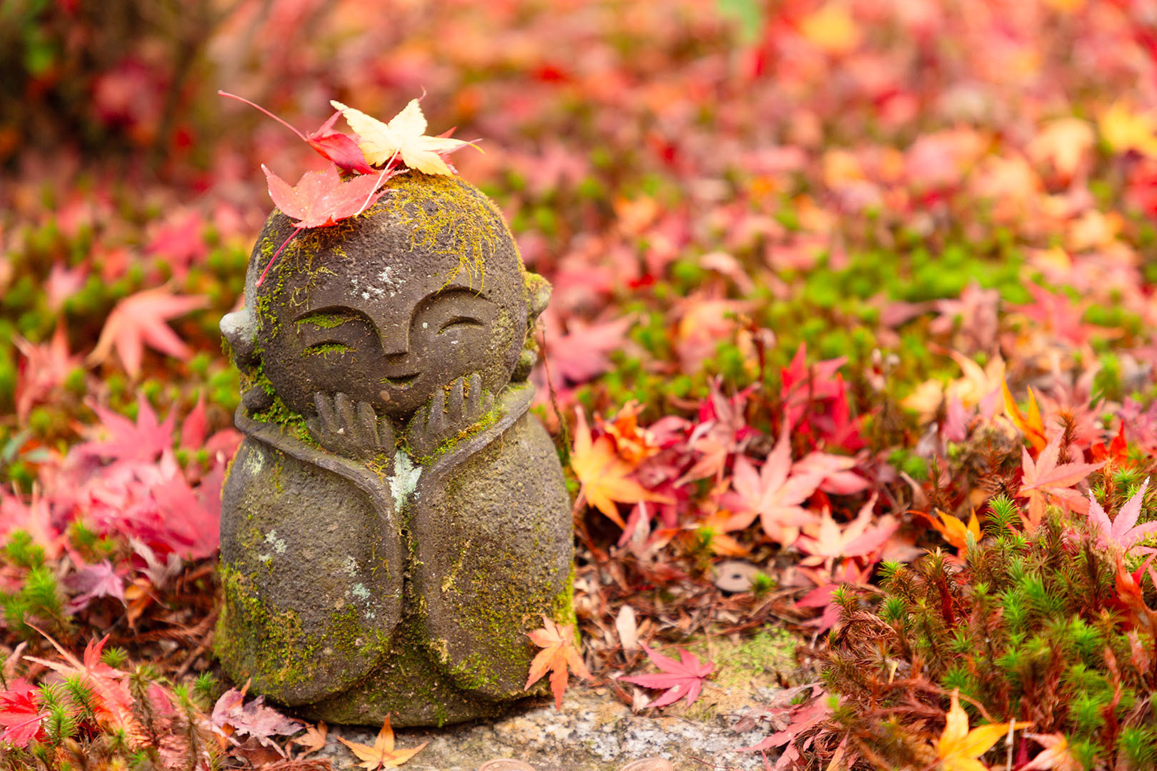 圓光寺の紅葉_a0003166_22572007.jpg