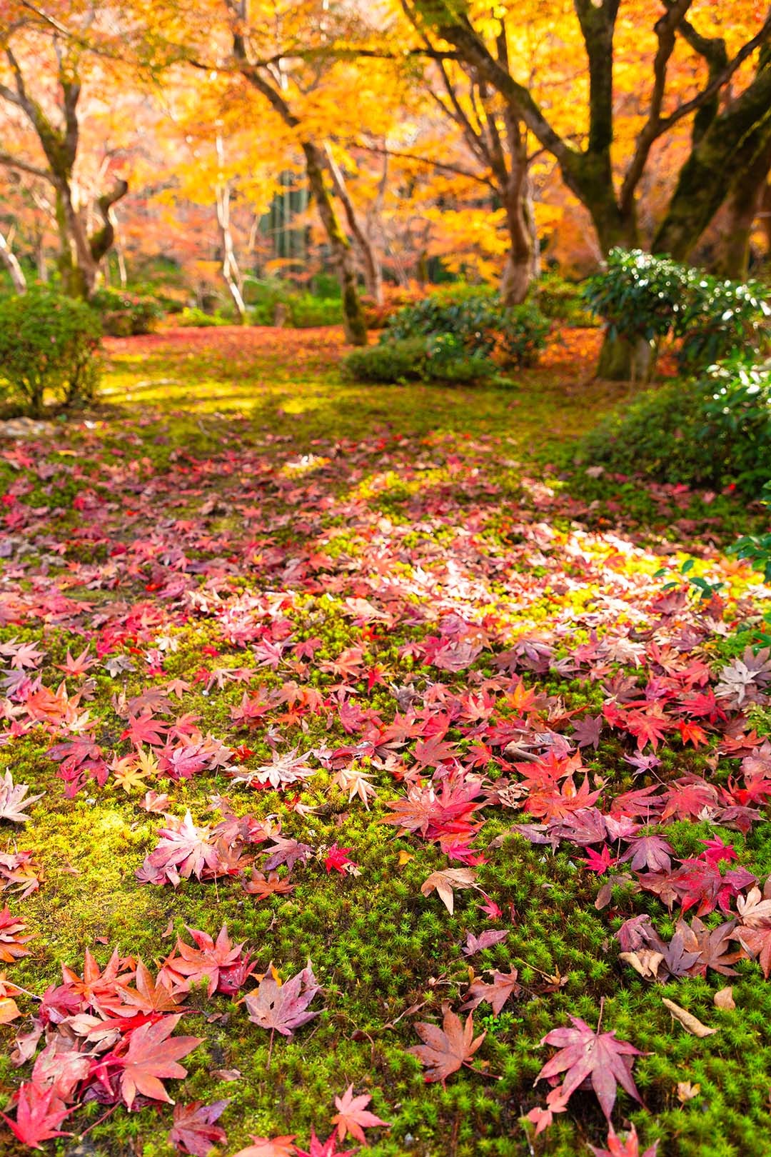 圓光寺の紅葉_a0003166_22572037.jpg