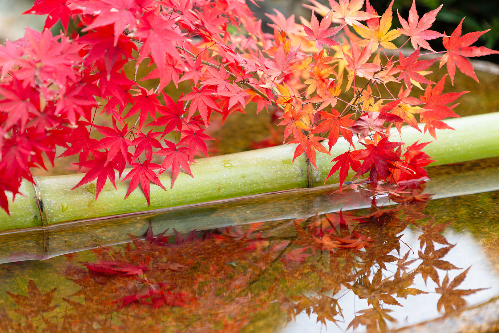 圓光寺の紅葉_a0003166_22572049.jpg
