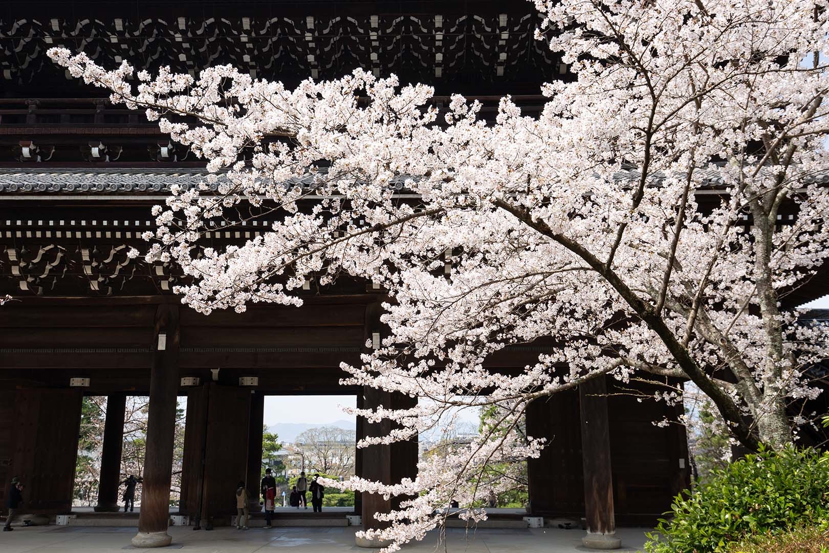知恩院 桜 その２_a0003166_22580561.jpg