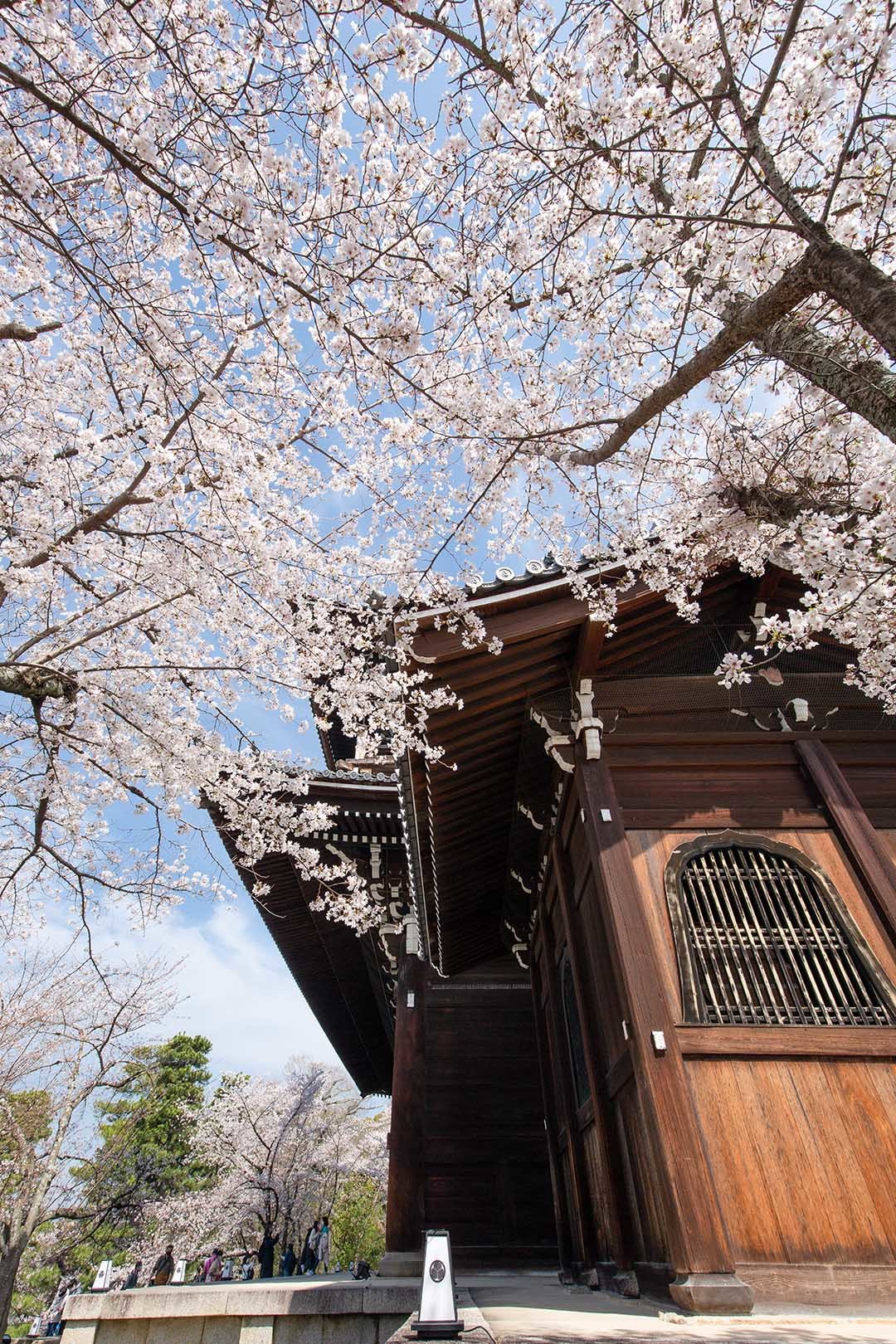 知恩院 桜 その２_a0003166_22580563.jpg
