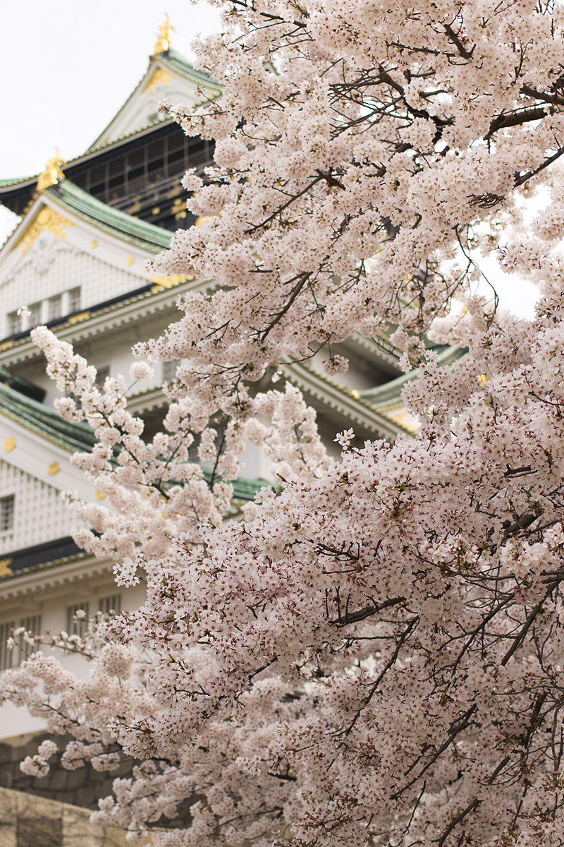 大阪城 桜_a0003166_22581558.jpg