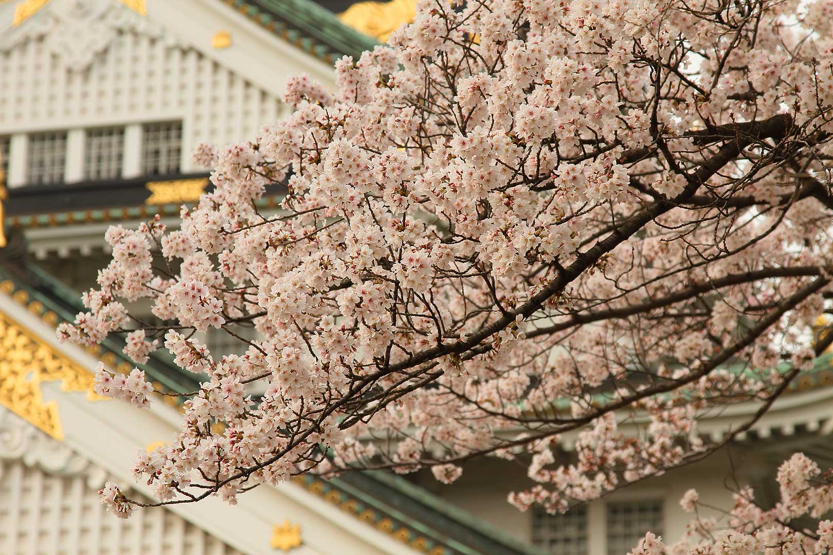 大阪城 桜_a0003166_22584678.jpg