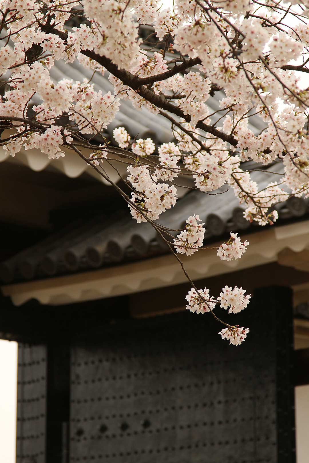 大阪城 桜_a0003166_2258487.jpg