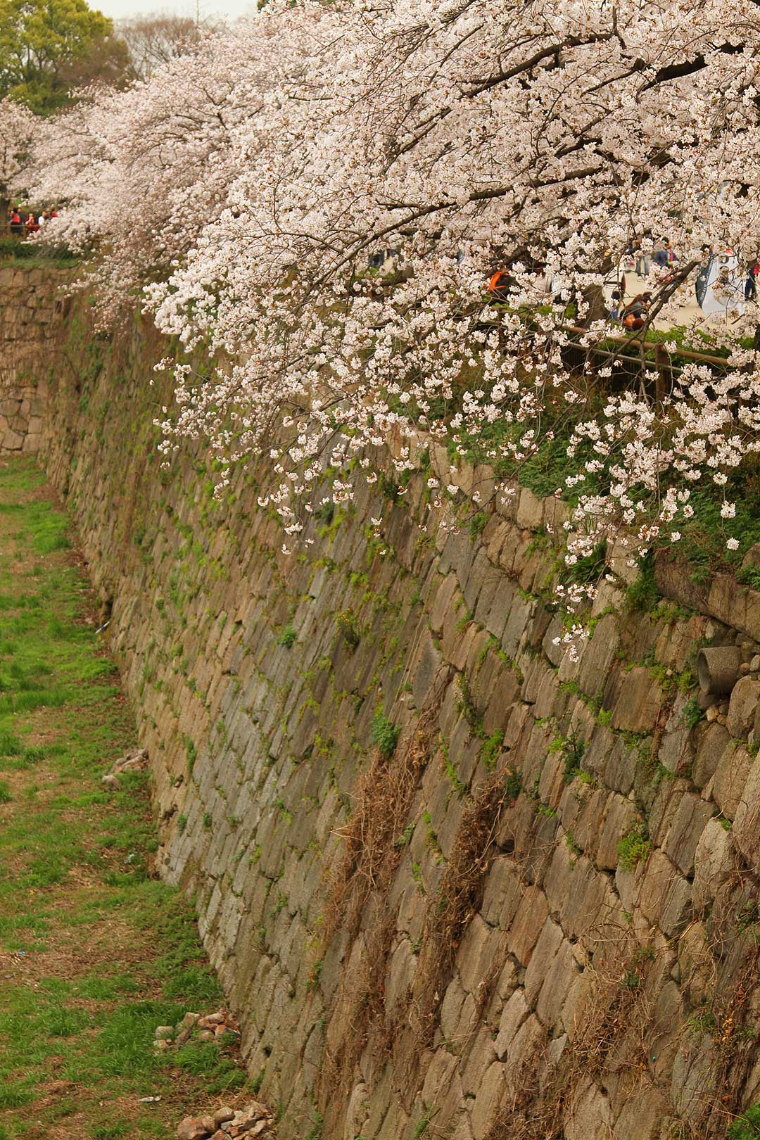 大阪城 桜_a0003166_22585154.jpg
