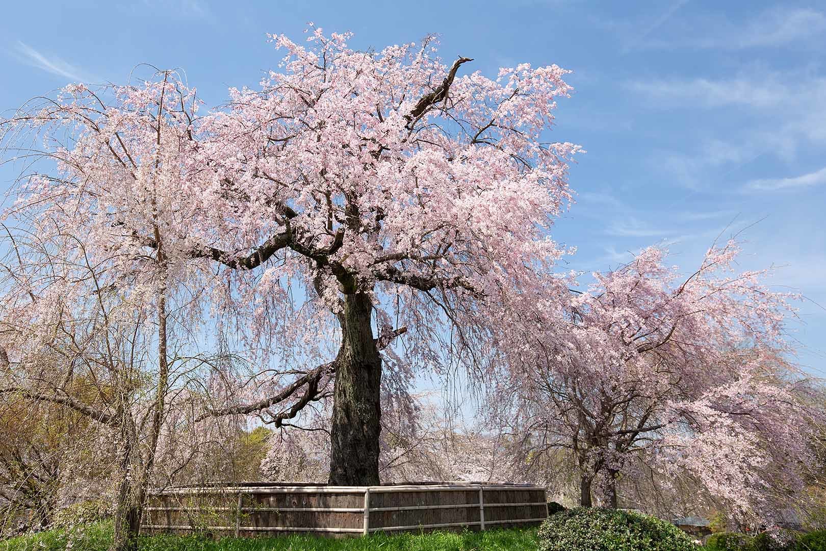 円山公園 しだれ桜_a0003166_22585958.jpg