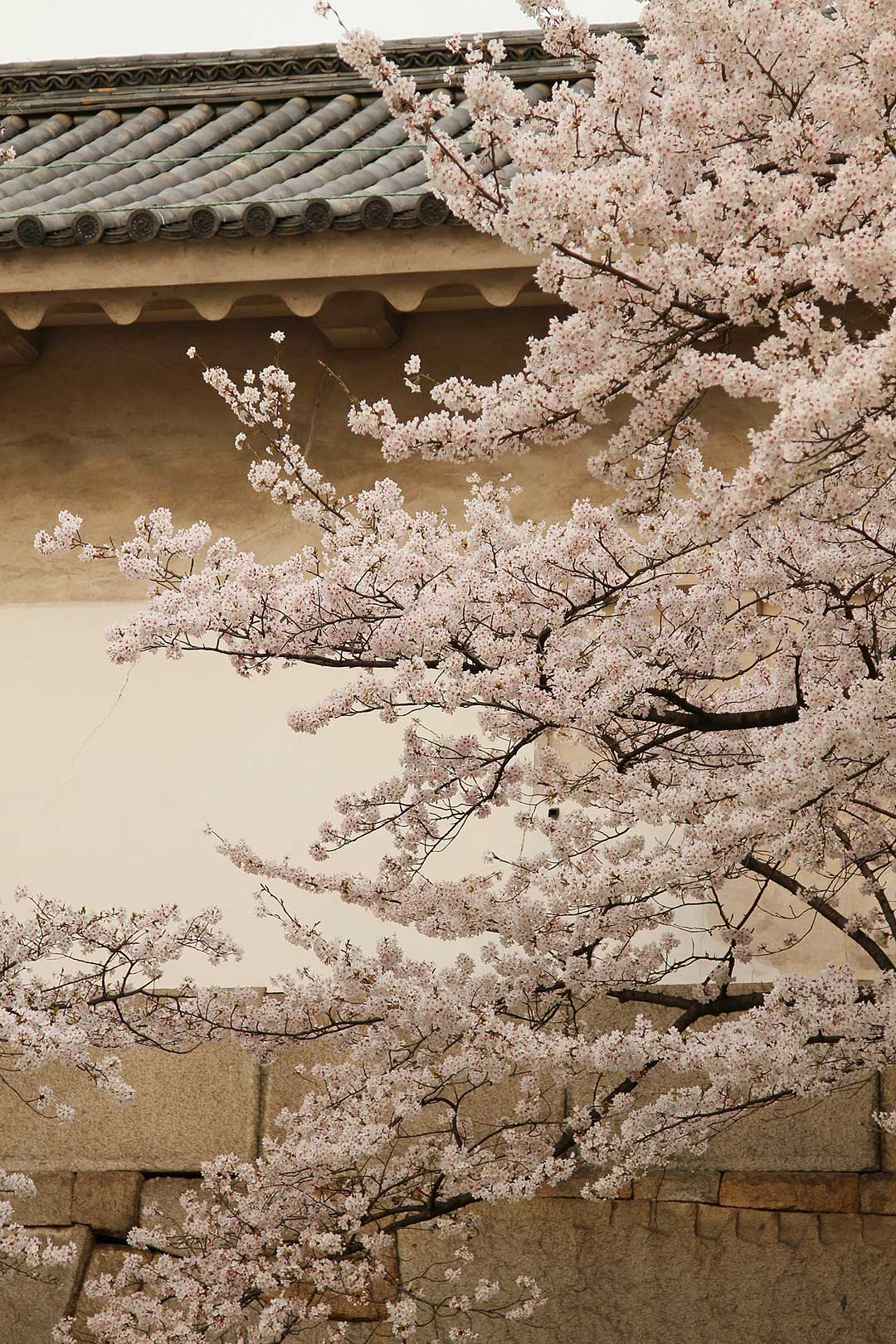 大阪城 桜_a0003166_2259463.jpg