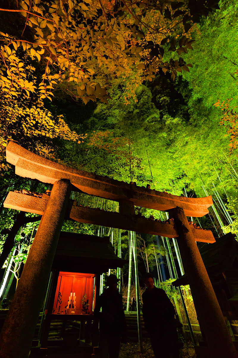 京都の紅葉、ライトアップ （青蓮院門跡、嵐山）_a0003166_22594940.jpg