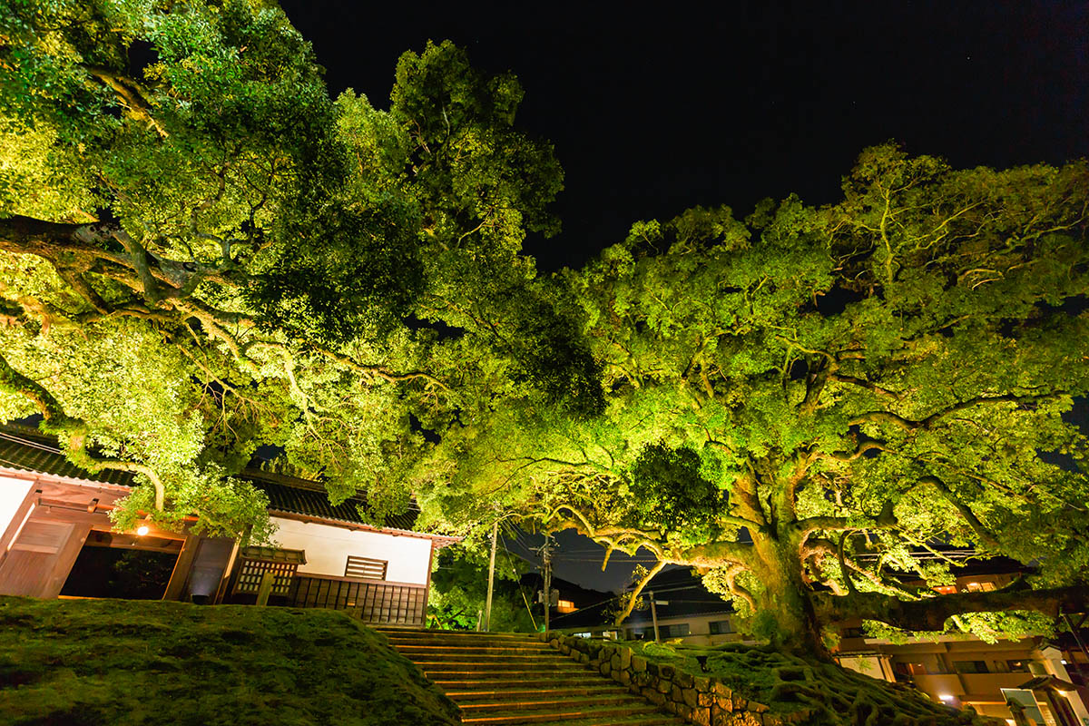 京都の紅葉、ライトアップ （青蓮院門跡、嵐山）_a0003166_22594952.jpg