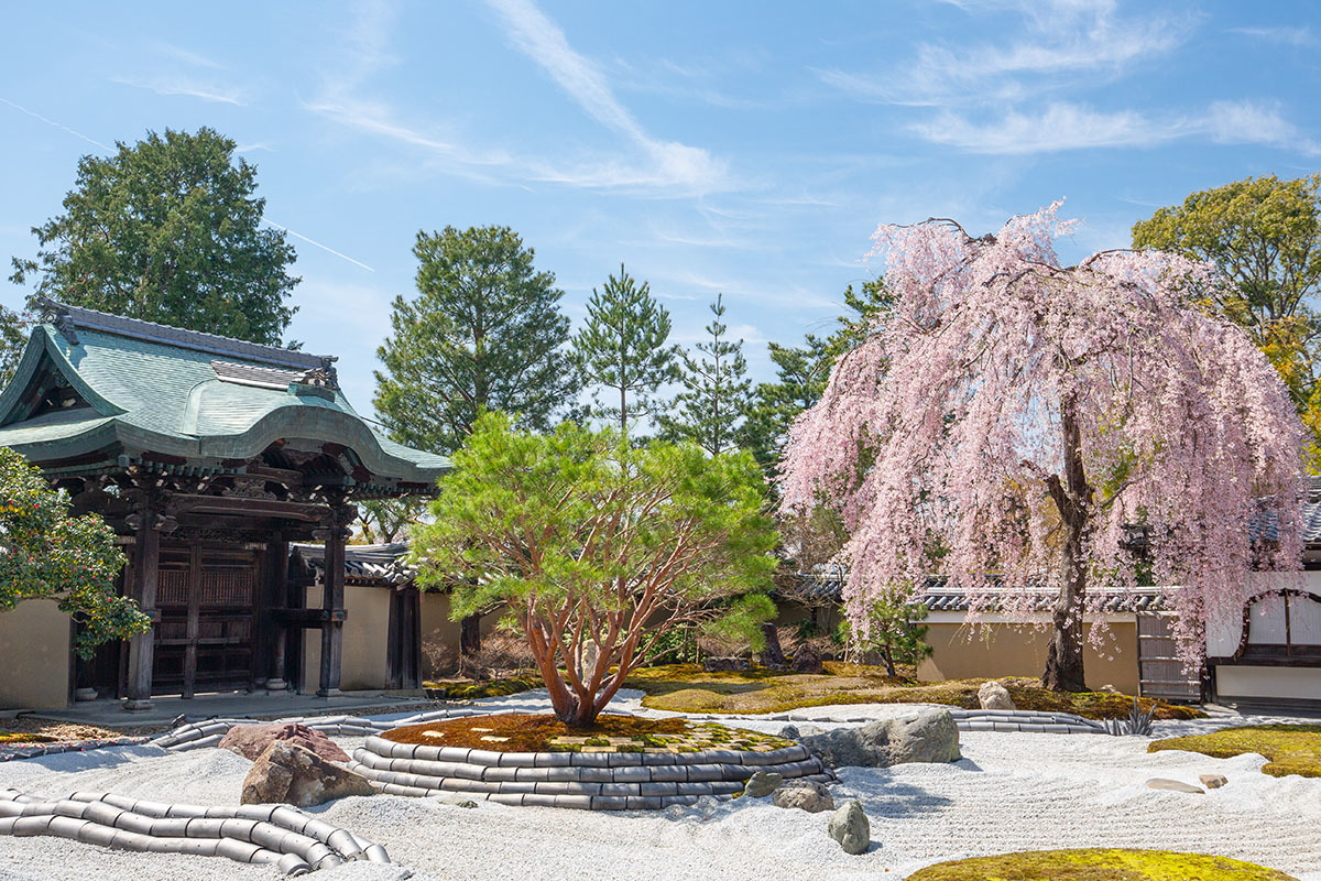 高台寺 桜_a0003166_22595394.jpg