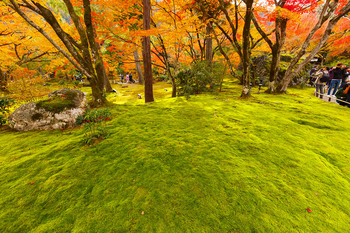 京都の紅葉、ライトアップ （青蓮院門跡、嵐山）_a0003166_22595687.jpg