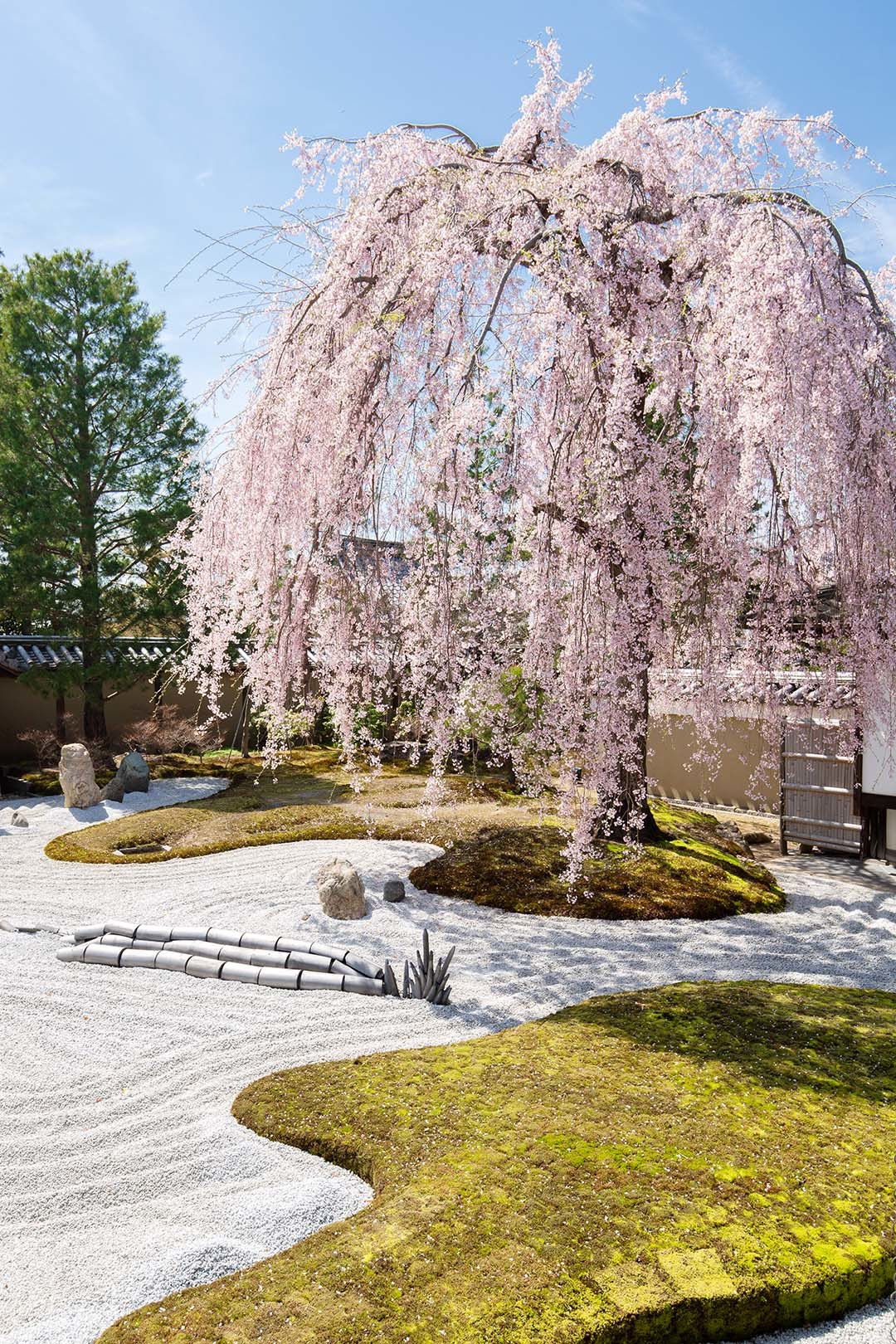 高台寺 桜_a0003166_22595932.jpg