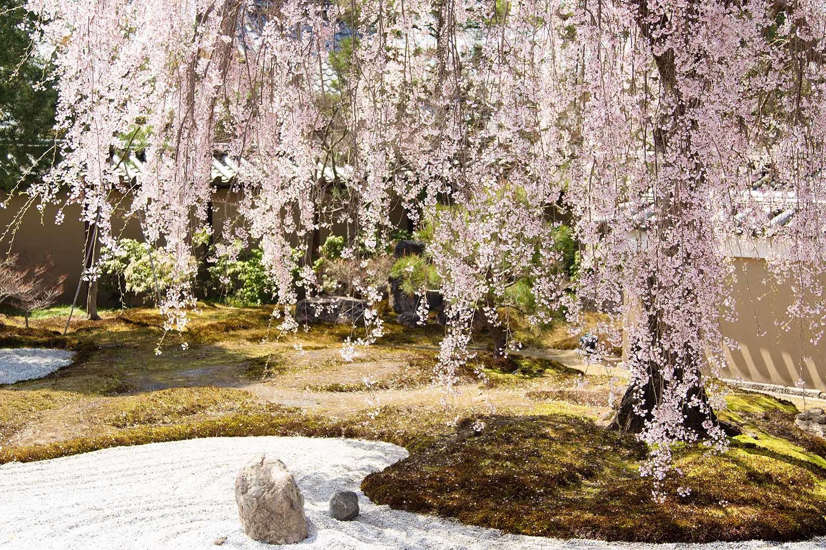 高台寺 桜_a0003166_22595978.jpg