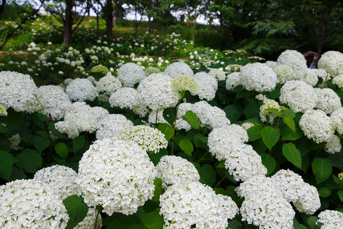 神戸市立森林植物園 アジサイなど_a0003166_2283445.jpg