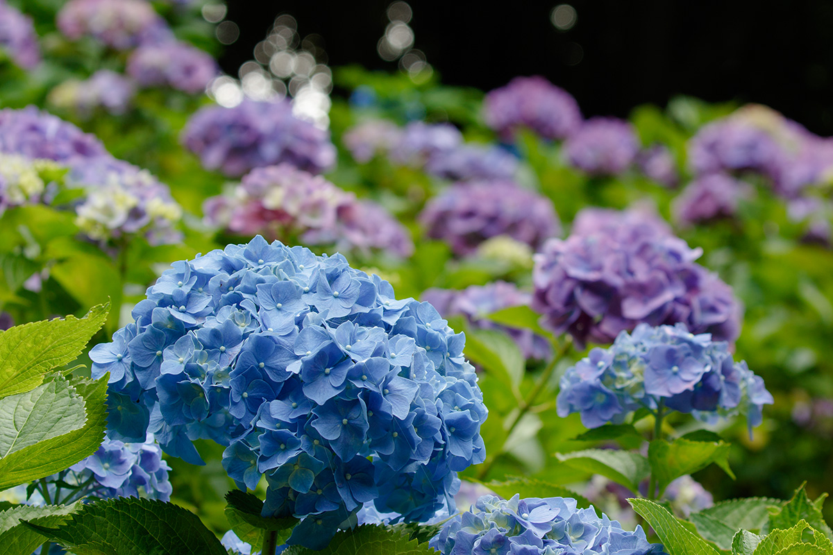神戸市立森林植物園 アジサイなど_a0003166_2283486.jpg