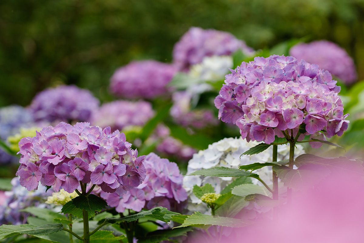 神戸市立森林植物園 アジサイなど_a0003166_2283535.jpg