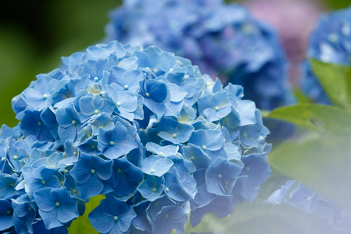 神戸市立森林植物園 アジサイなど_a0003166_2283546.jpg