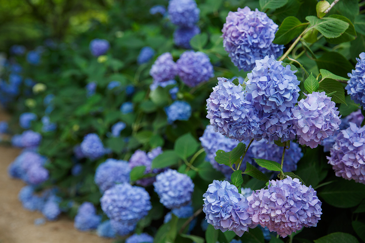神戸市立森林植物園 アジサイなど_a0003166_2283652.jpg