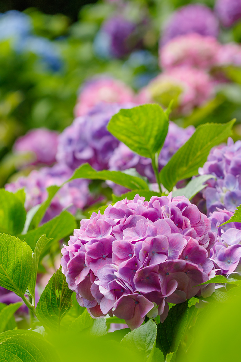 神戸市立森林植物園 アジサイなど_a0003166_228371.jpg