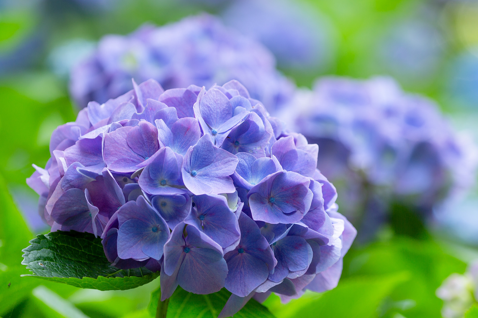 アジサイ（神戸森林植物園）_a0003166_23010456.jpg