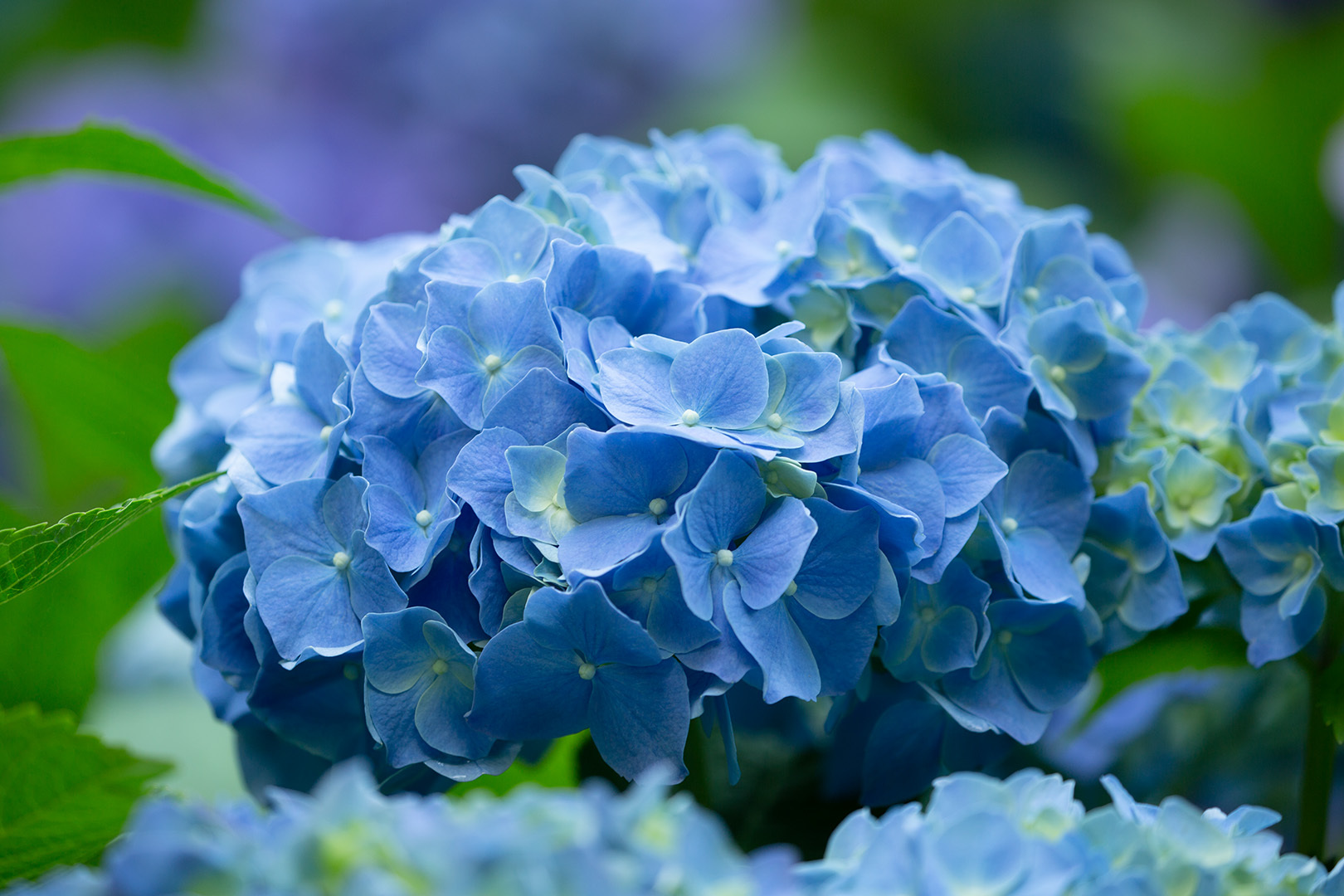 アジサイ（神戸森林植物園）_a0003166_23010547.jpg