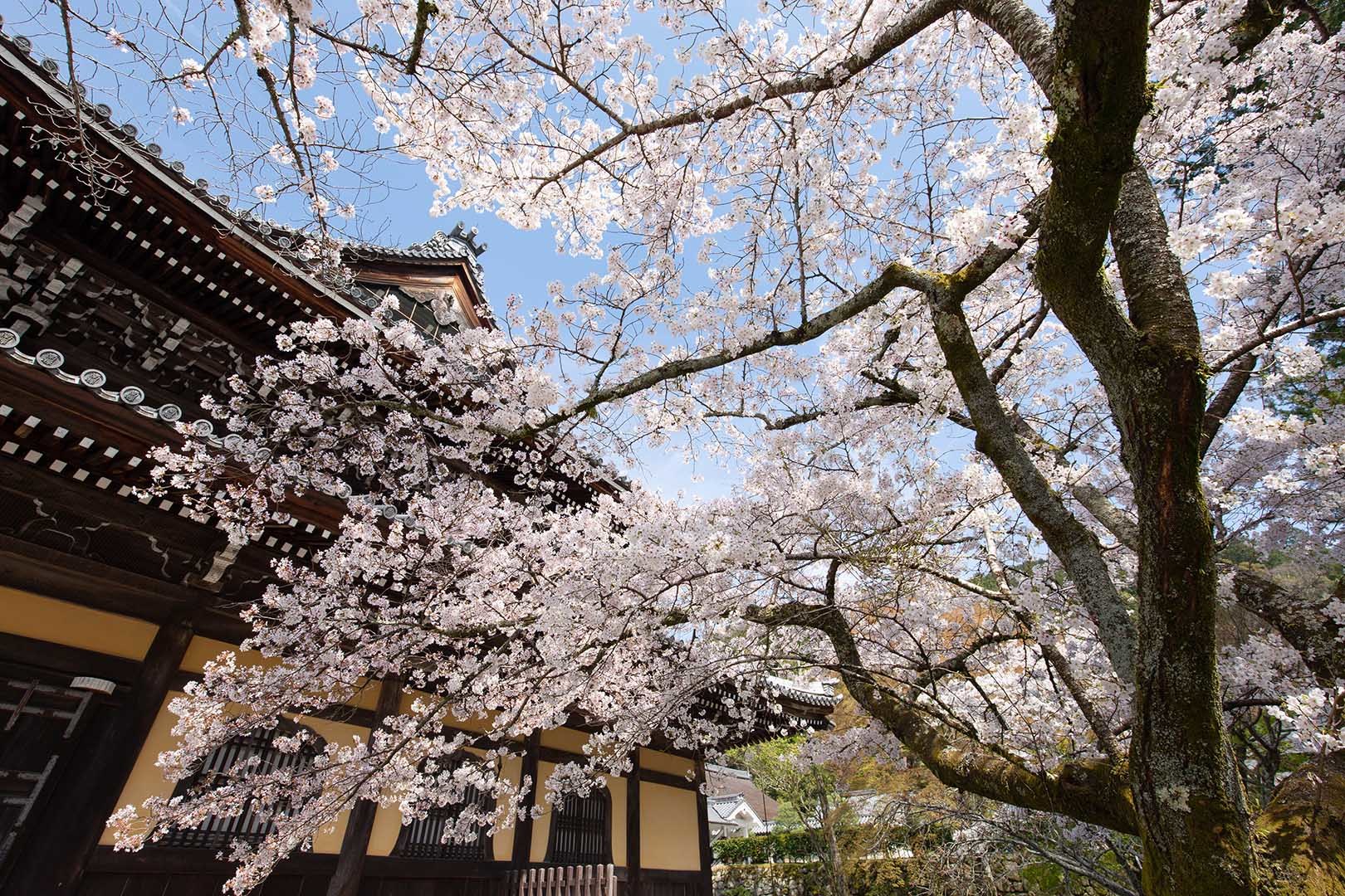 南禅寺 桜_a0003166_23025358.jpg
